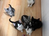 Süße Katzen Babys zu verkaufen - Erfurt