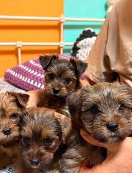Yorkshire, Terrier Welpen Mädchen/Jungen - Schorfheide
