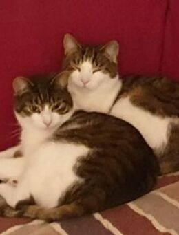 Graue Tigerbrüder Findus & Filou - Berlin