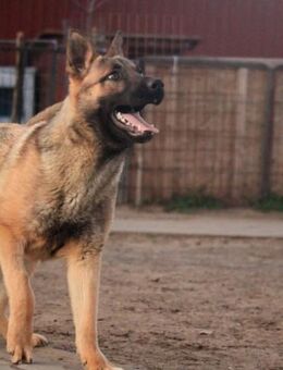 Ivo-BR Kluger, aktiver Malinois-Rüde - Neustadt (Rübenberge)