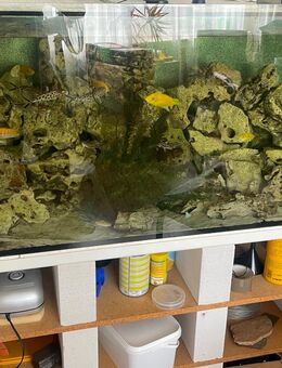 Malwisee Aquarium 450 Liter Komplett oder nur die Fische abzugeben! - Murrhardt