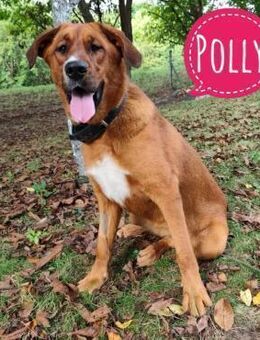 Polly eine wunderschöne Pracht - Flörsheim-Dalsheim