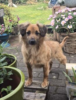 Kleine ängstliche Hope sucht Sicherheit - Koblenz