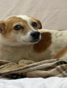 HOPE - schüchterne Hündin - Kallmünz