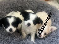 Chihuahua Babys ab Mai abzugeben - Osterwieck