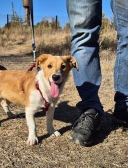 Kleine Maya wünscht sich ein Zuhause - Kleinostheim