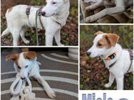 MIELO -Toller Familienhund- - Duisburg