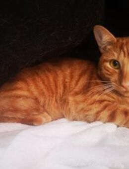 Kater Cisne - Bochum