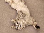 BLH 2 Kater silver longhair - Kiefersfelden