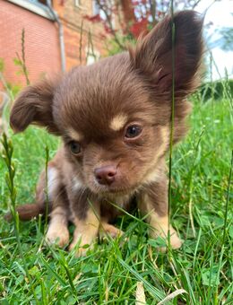Chihuahua Welpe Rüde Schoko Tricolor reinrassig sucht absofort liebevolles Zuhause - Lanitz-Hassel-Tal