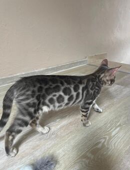 Sehr seltene Blue Bengal Katze (abholbereit) - Bad Oeynhausen