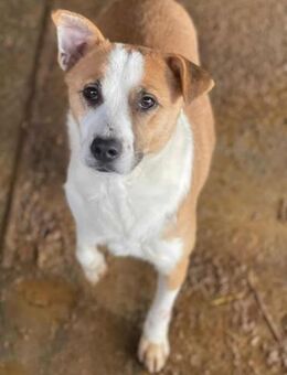 Nilo - Der auffallend Hübsche 🐾 - Elsdorf (Nordrhein-Westfalen)