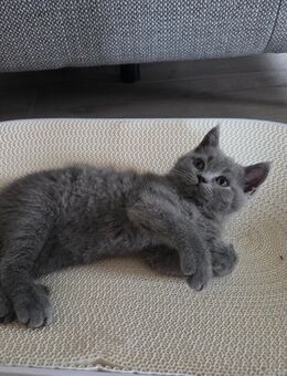 BKH Kitten, britisch kurzhaar Kitten, männlich, Farbe Blue - Bad Frankenhausen (Kyffhäuser) Zentrum