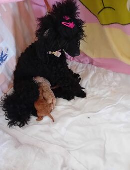 Zwergpudel Welpen abzugeben - Kassel