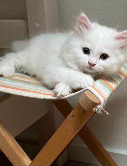 Britisch Langhaar Kitten - Rothenburg (Tauber)