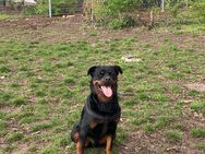 Rottweiler Thanos sucht erfahrenes Zuhause - Ludwigsburg