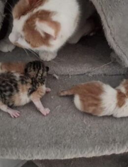 Katzenbabys abzugeben - Osternienburger Land