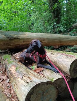 Labrador-Vizla Hündin abzugeben - Hattingen