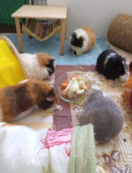 Private Meerschweinchen - SeniorenWG - Sarstedt