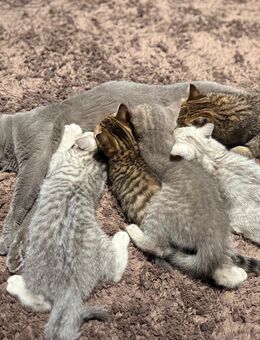 🐾 5 Britisch Kurzhaar Kitten alle mit (Ozean Blauen Augen)Liebevolle Familien gesucht! 🐾 - Hamm Zentrum