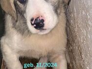 Leo Fluffiger Lausebub - Rinteln