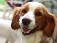 Cameo ein Herzenshund sucht sein Zuhause - Bad Vilbel