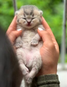 Kleine Babykatze – abzugeben in gute Hände - Ratingen