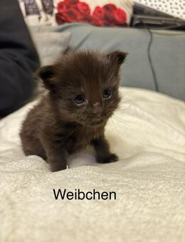 3 XXL Maine Coon - Wartmannsroth