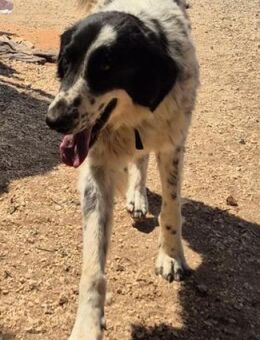 Energiegeladene Jolin sucht aktive Leute - Mettmann