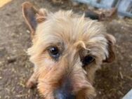 Lili, sehr lieber und ruhige Yorkie Dame - Remagen
