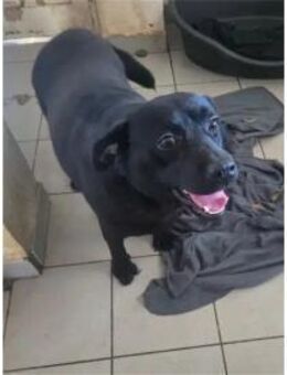 Oswin Pflegestelle oder Zuhause gesuch - Oberwies