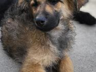 Fiete 💗verschmuster, offener Hundejunge - Hamburg
