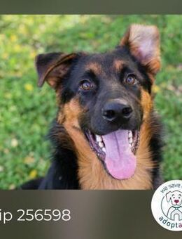 Chip 255682: Junghund sucht ein Zuhause - Kirchzell