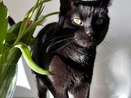 Mischa sucht ihr wohlfühl Zuhause! - Bad Oldesloe