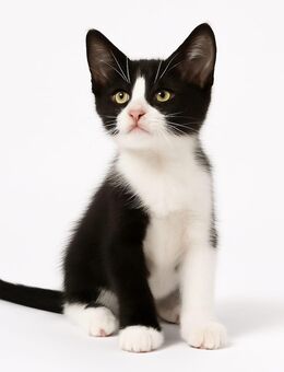 Weiß und schwarz katze - Düsseldorf