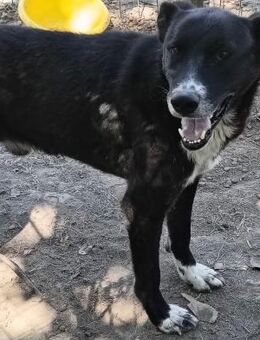 Blacky, unsere schwarze Schönheit - Bissingen