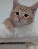 2 Edelmix Maine Coon BKH Kitten Geschwisterpärchen in 84503