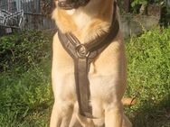 Labrador-Mischling - Bretzenheim