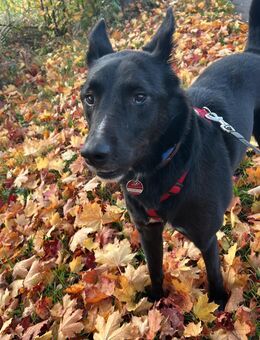 Hund sucht dringen ein zu Hause - Einbeck