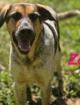 Zaja aufgeschlossen & süß 12/23 ESP - Ruppertsecken