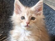 Maine coon Kitten zum Abgabebereit - Liebenau (Niedersachsen)