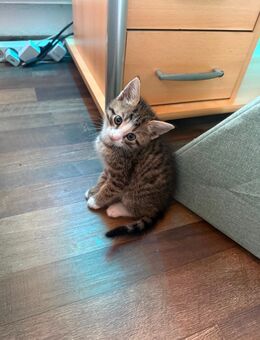 Tabby Kitten - Linnich