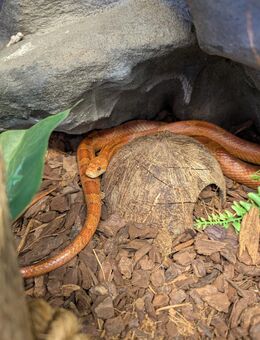 Kornnatter und Terrarium zu verkaufen - Rimbach (Hessen)