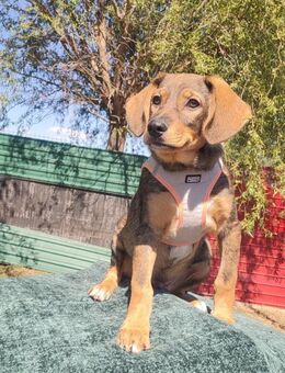 Pepino - Hundekind sucht seine Familie - Schlitz