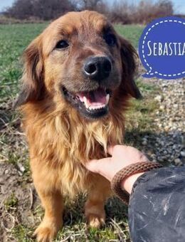 Sebastian ein Schatz - Flörsheim-Dalsheim