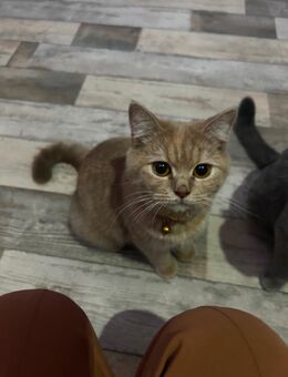 Süße BKH Katze abzugeben ! - Duisburg