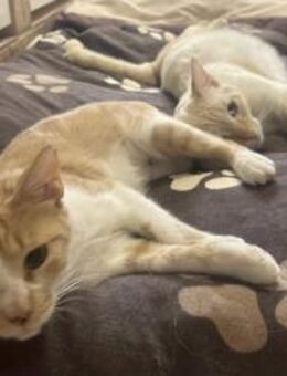 Rina & Gaspar - zwei Samtpfoten - Walluf