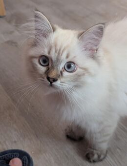 Ragdoll/ Heilige Birma Mix - Dresden