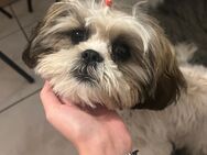 Shih Tzu 5 Monate - Nürnberg