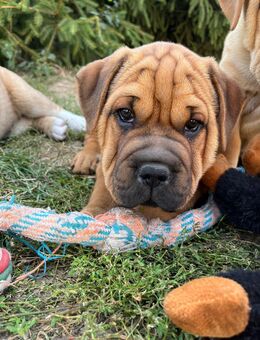 Shar Pei OEB Mix Welpen - Arnstein (Sachsen-Anhalt)